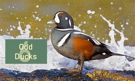 odd ducks meaning